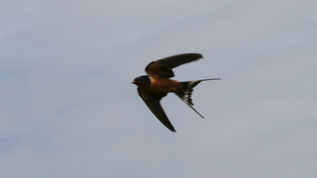 The Swallow: Nomadic Spirit of New Beginnings (Image Credits: Flickr)