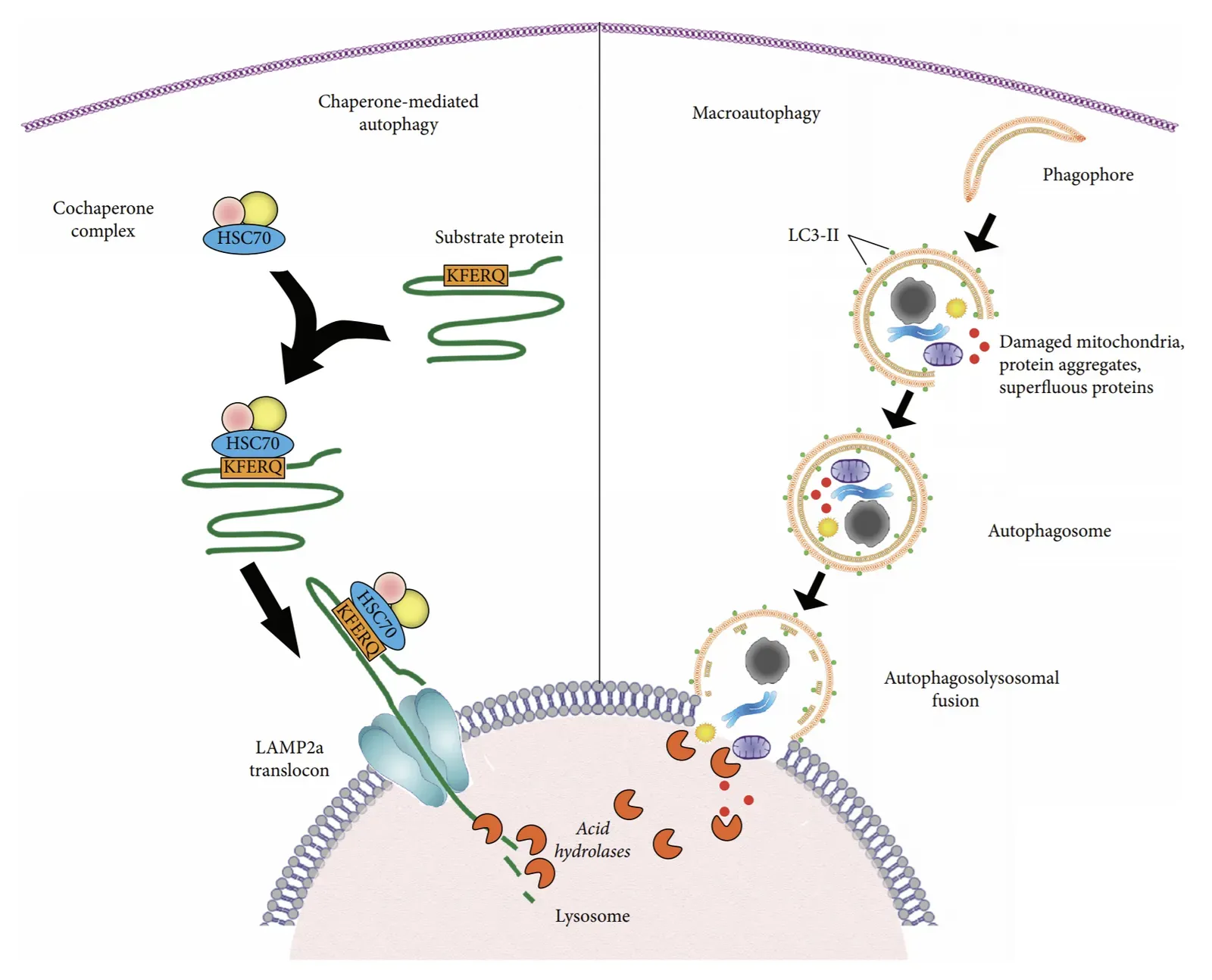 Caloric Restriction Mimetics and Metabolic Signaling: Tapping the Body’s Ancient Survival Circuits (Image Credits: Wikimedia)