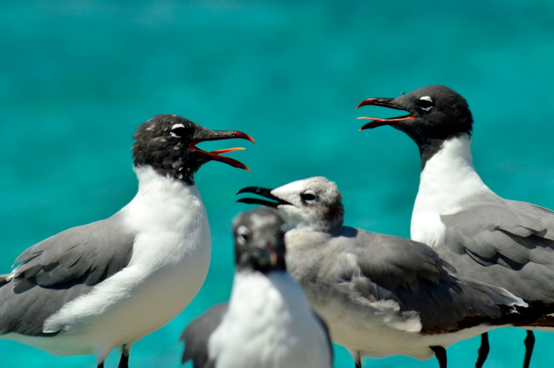 Midway Atoll, Hawaii - Ongoing Protection Efforts (Image Credits: Unsplash)