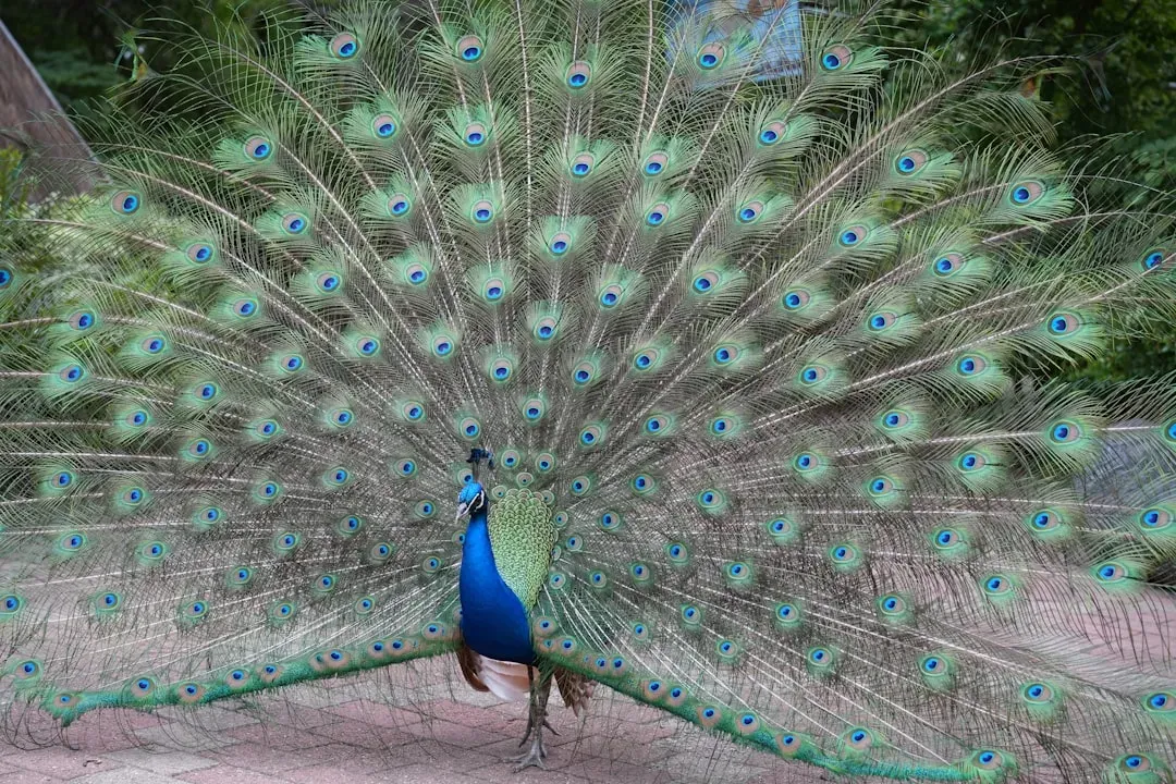 Leo: The Peacock (Image Credits: Unsplash)