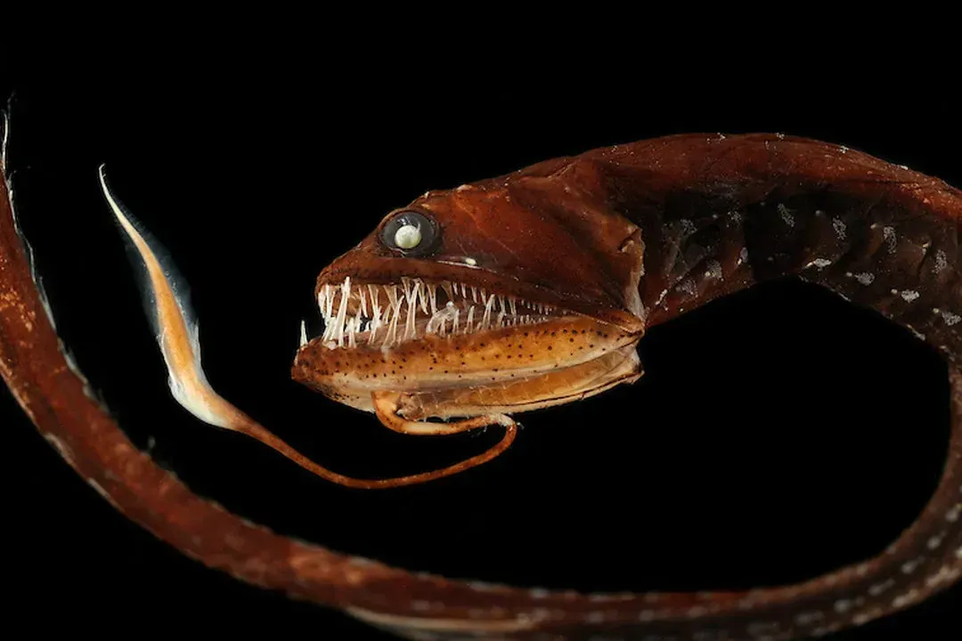 Dragonfish: The Glow-In-The-Dark Predator With Invisible Light (Image Credits: Wikimedia)