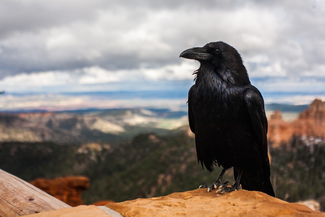 The Raven: Mysterious Wisdom Meets Wandering Soul (Image Credits: Unsplash)