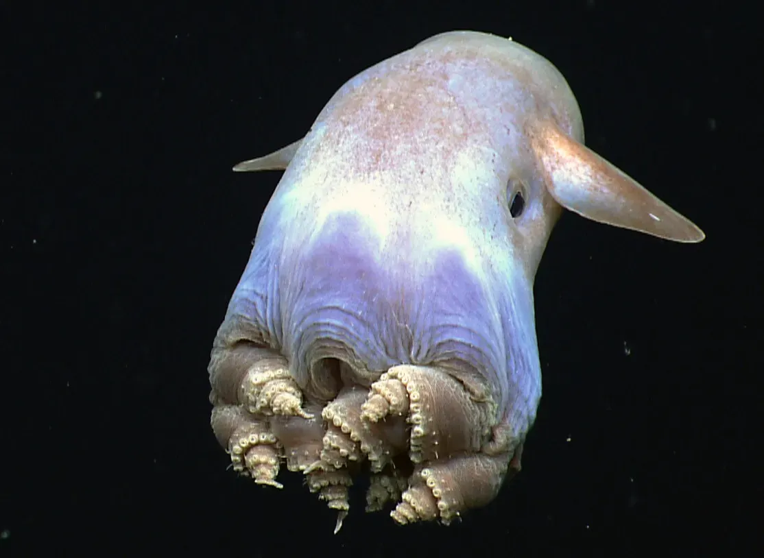 1. Dumbo Octopus – The Deep Sea’s Quiet Cartoon (Image Credits: Wikimedia)