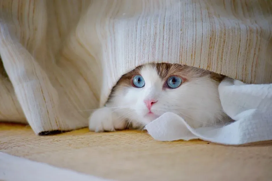 They’re Signaling That Their Usual Spots No Longer Feel Safe (Image Credits: Pexels)