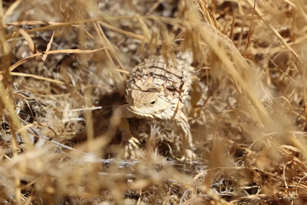 How You Can Actually See This Camouflage in Action (Image Credits: Rawpixel)