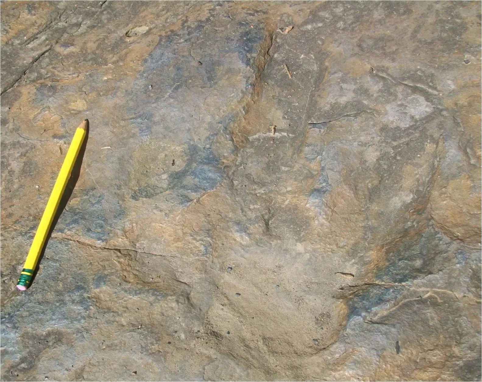 #14 - "Human" Footprints in 290-Million-Year-Old Rock (By Smokeybjb, CC BY-SA 3.0)