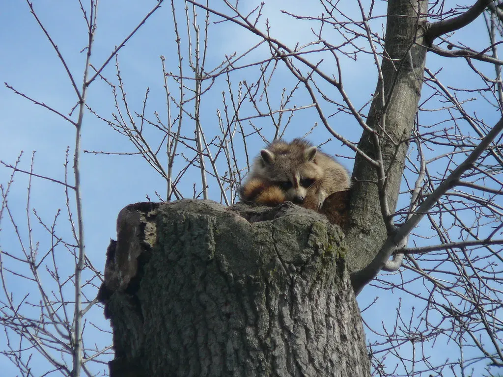 Conclusion: A New Kind of Wild Right Outside the Window (torontodailyphoto, Flickr, CC BY 2.0)
