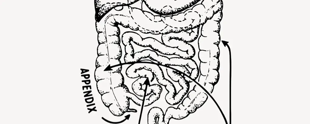 Conclusion: Your Gut Has Been Speaking All Along - Are You Ready To Listen? (Image Credits: Rawpixel)