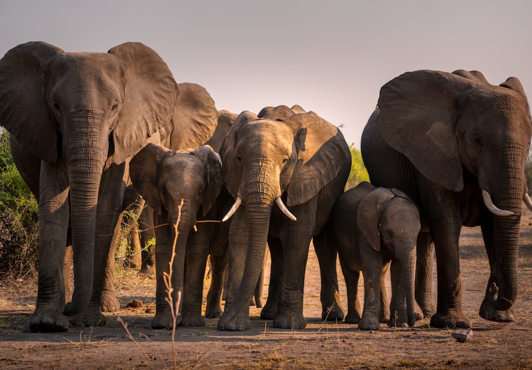 African Elephants (Image Credits: Unsplash)
