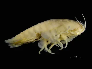 Giant Amphipods and Supergiant Crustaceans (Image Credits: Wikimedia)