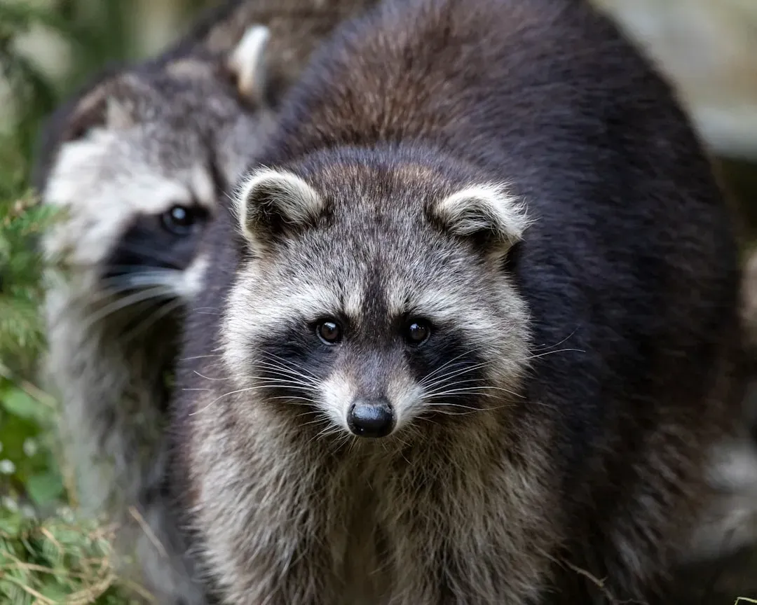 Gemini: The Raccoon (Image Credits: Unsplash)