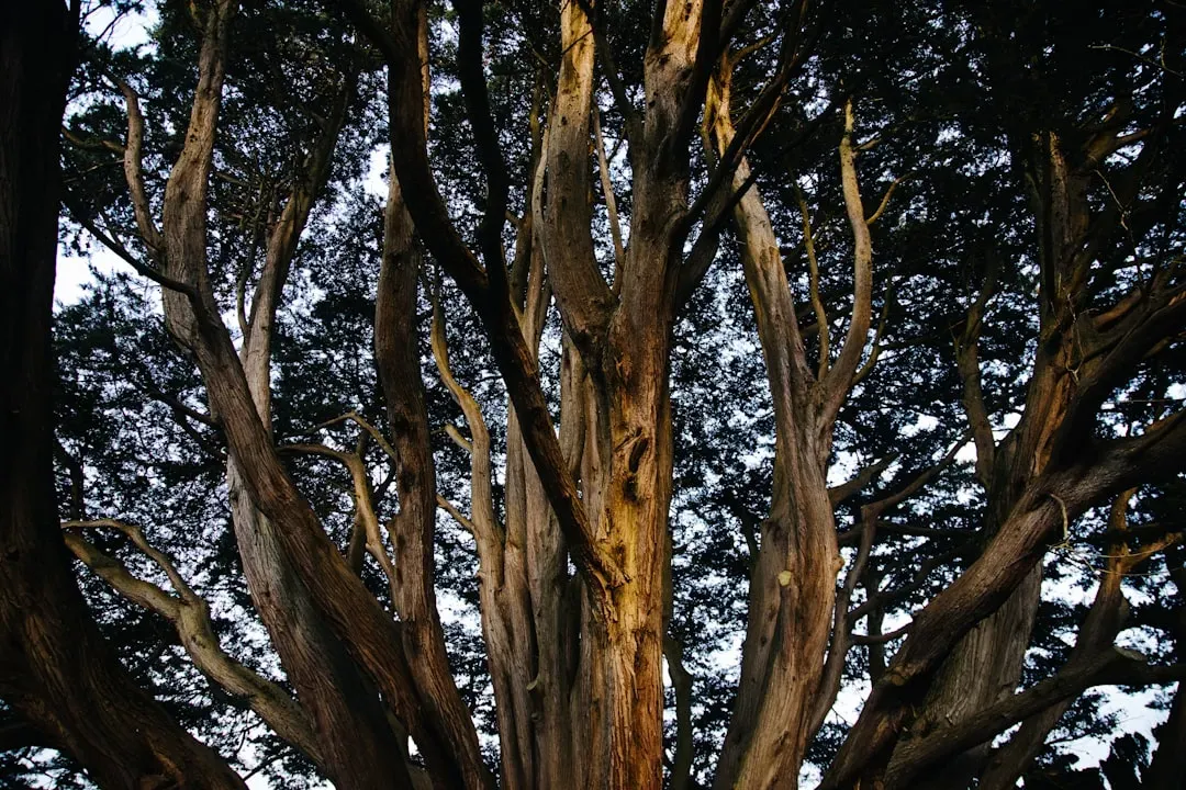 Survival Tricks From Trees Older Than Empires (Image Credits: Unsplash)