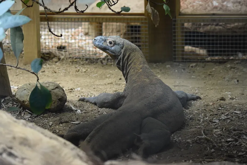 The Komodo Dragon: Indonesia's Giant Monitor Lizard (Image Credits: Flickr)