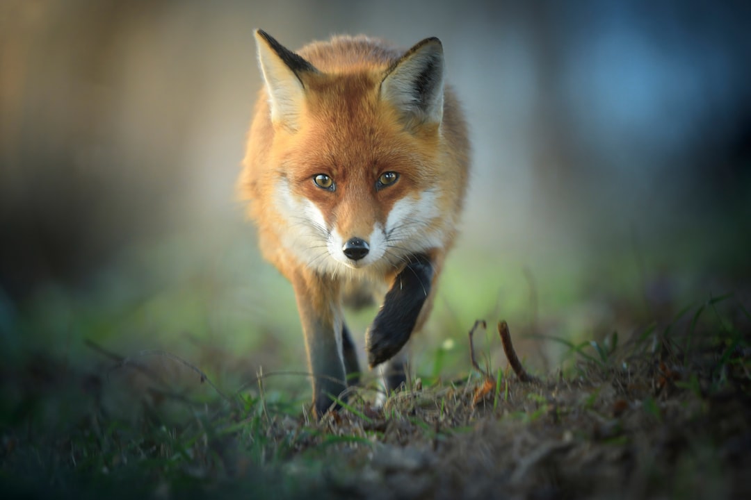 The Fox - ENTP (The Debater) (Image Credits: Unsplash)