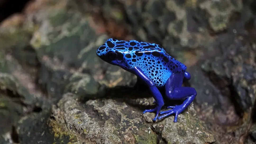 Cancer – The Poison Dart Frog: Small, Intense, and Protective (Image Credits: Unsplash)
