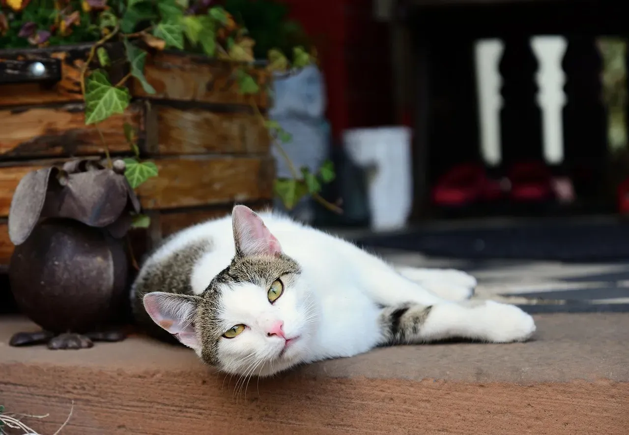 Conclusion: When a Porch Cat Becomes a Turning Point (Image Credits: Pixabay)