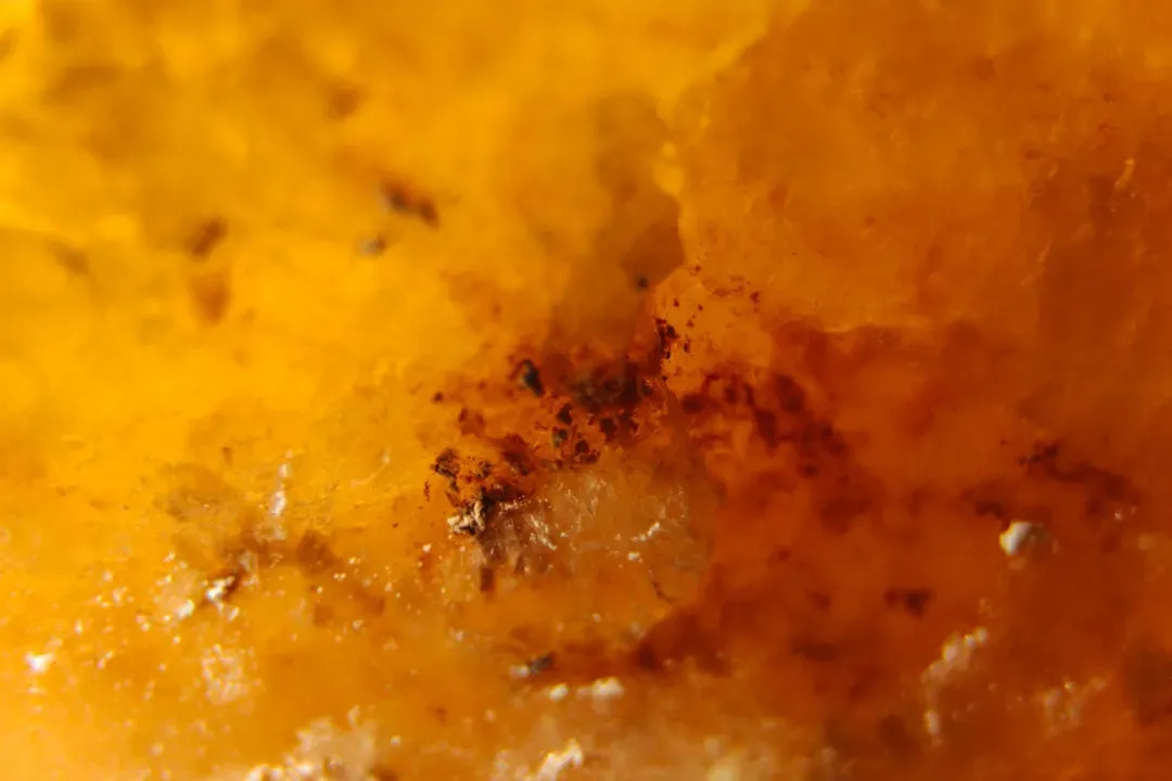 Ancient Bacteria Revived from Amber: Life That Cheated Time (Image Credits: Unsplash)