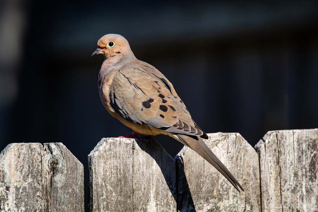Mourning Dove - Gentle Pioneers (Image Credits: Unsplash)