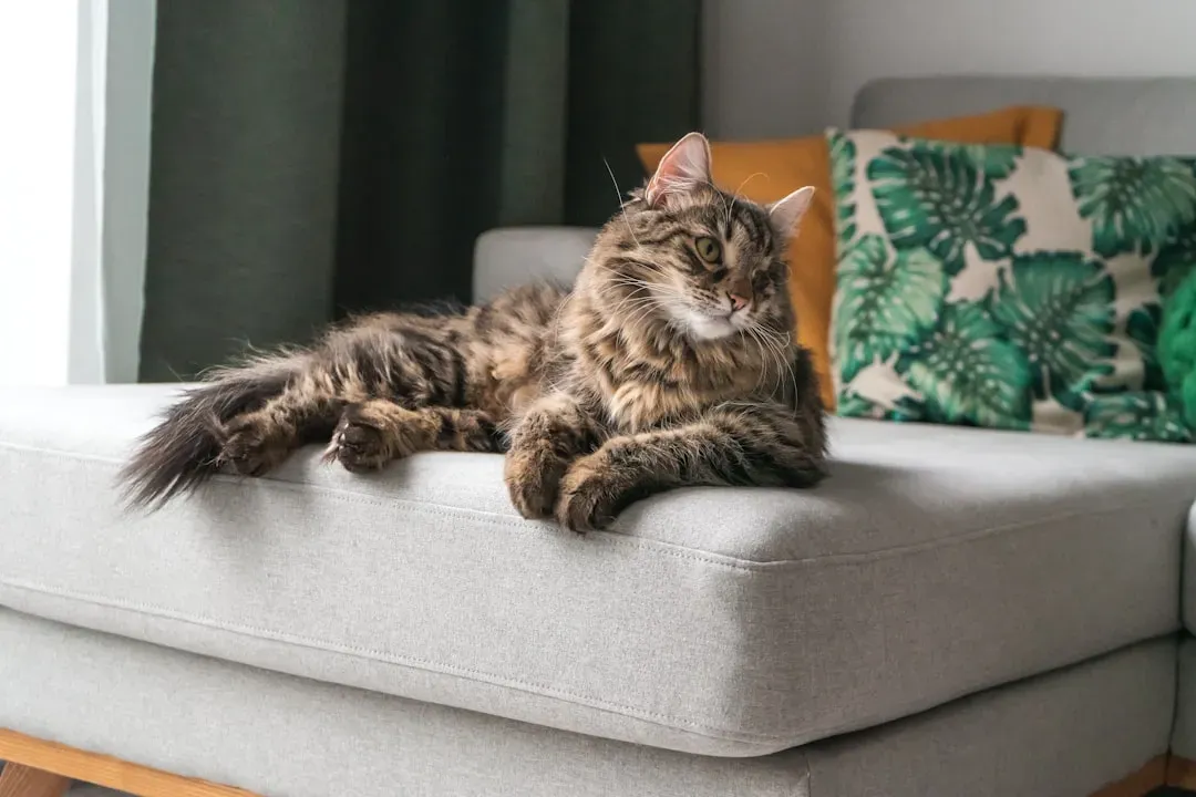 Why Your Cat Handles Furniture Changes (And Sometimes Hates Them) (Image Credits: Unsplash)