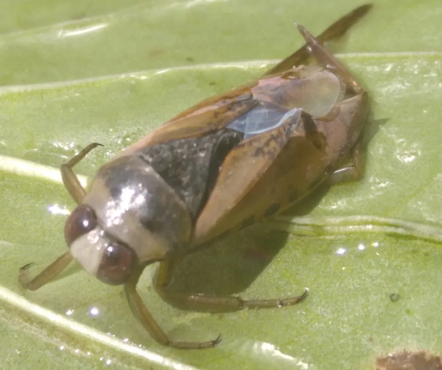 What This Tiny Screamer Teaches You About Evolution and Physics (Image Credits: Wikimedia)