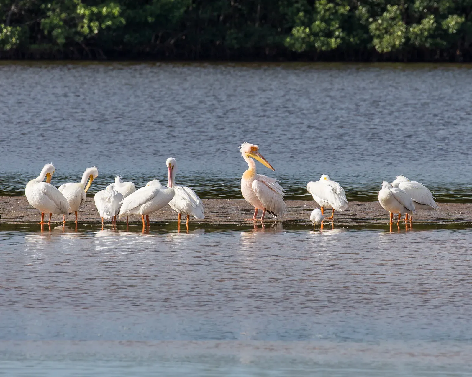 Conclusion: Living With the Unknowns in a Wild World (Image Credits: Wikimedia)