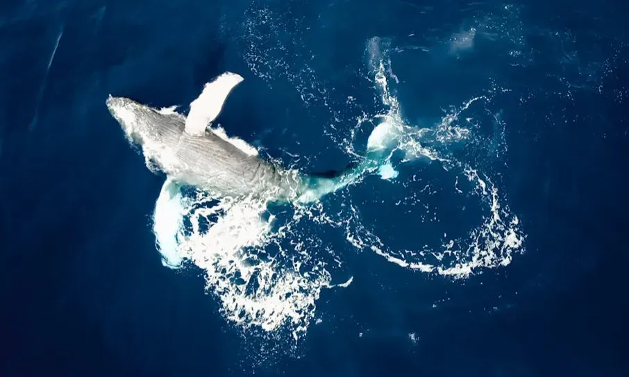 Whales, Infrasound, and the Invisible Ocean Network (Image Credits: Pexels)