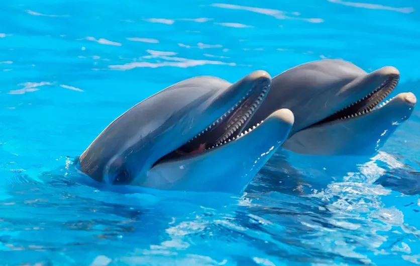 Dolphin Communication and Underwater Social Politics (Image Credits: Pexels)