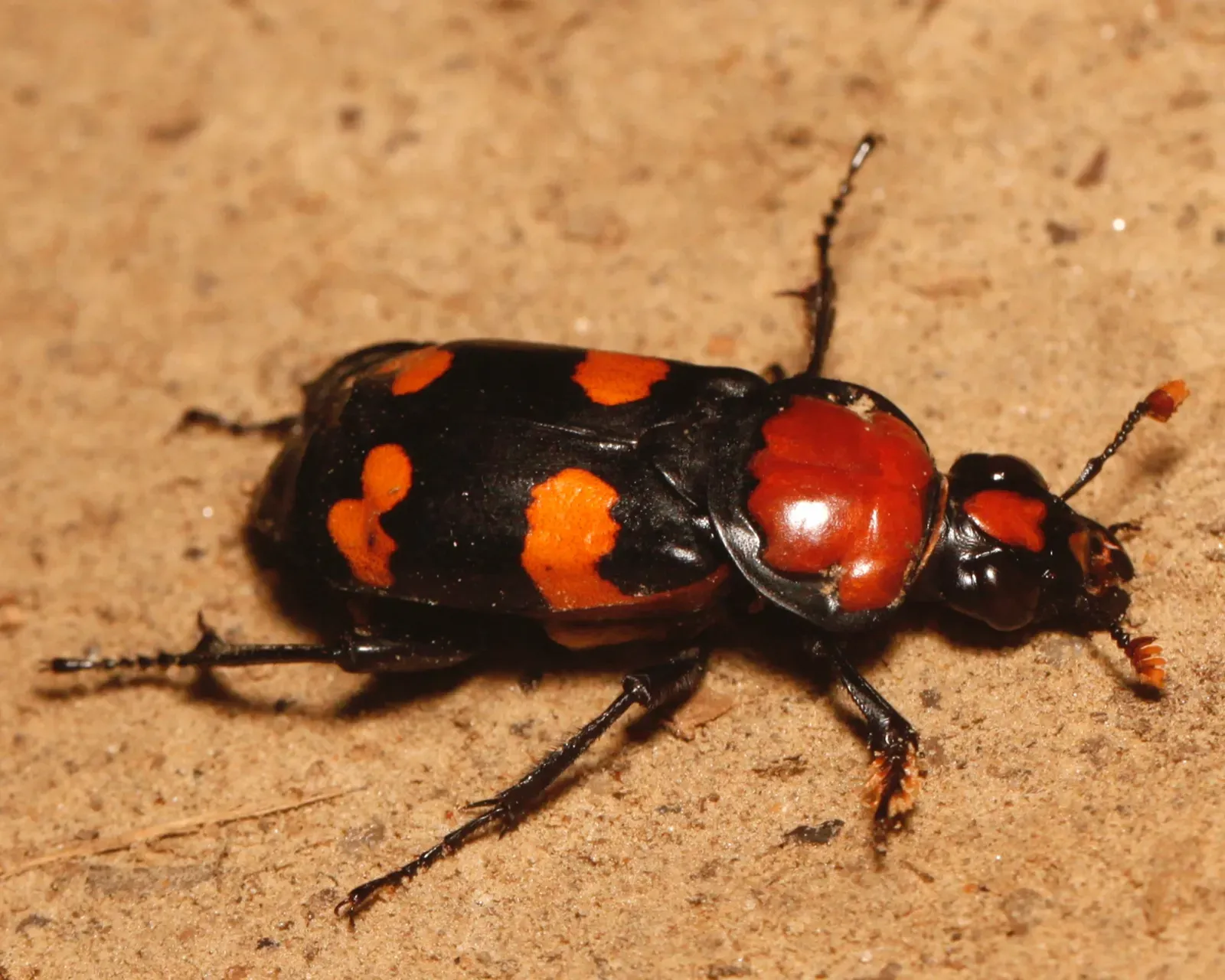American Burying Beetle – The Tiny Undertaker That Cleans Up the Land (Image Credits: Wikimedia)