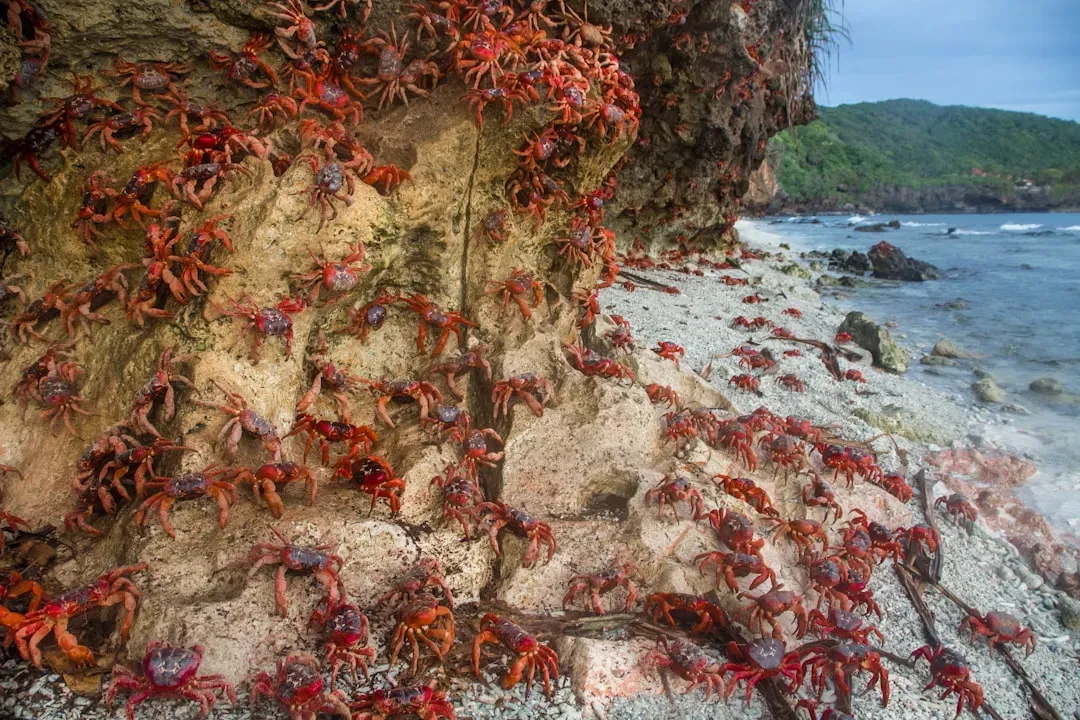 6. The Christmas Island Red Crab Invasion That Runs on a Clock No One Can Find (Image Credits: Unsplash)
