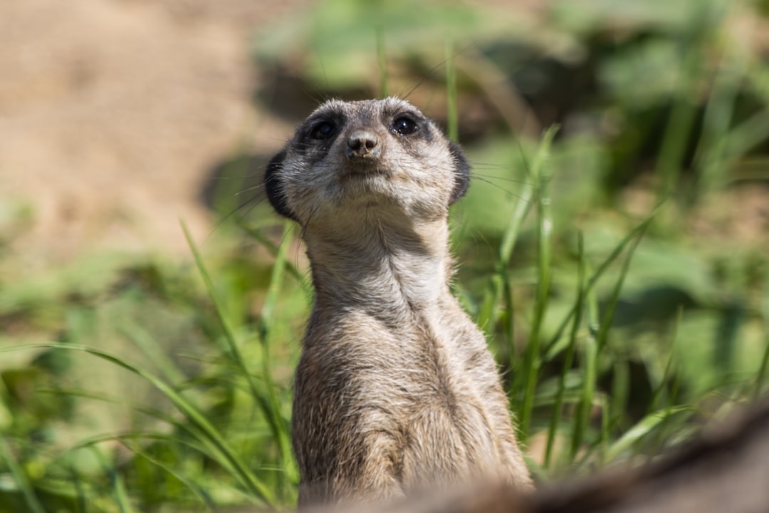 Global Perspectives (Image Credits: Unsplash)