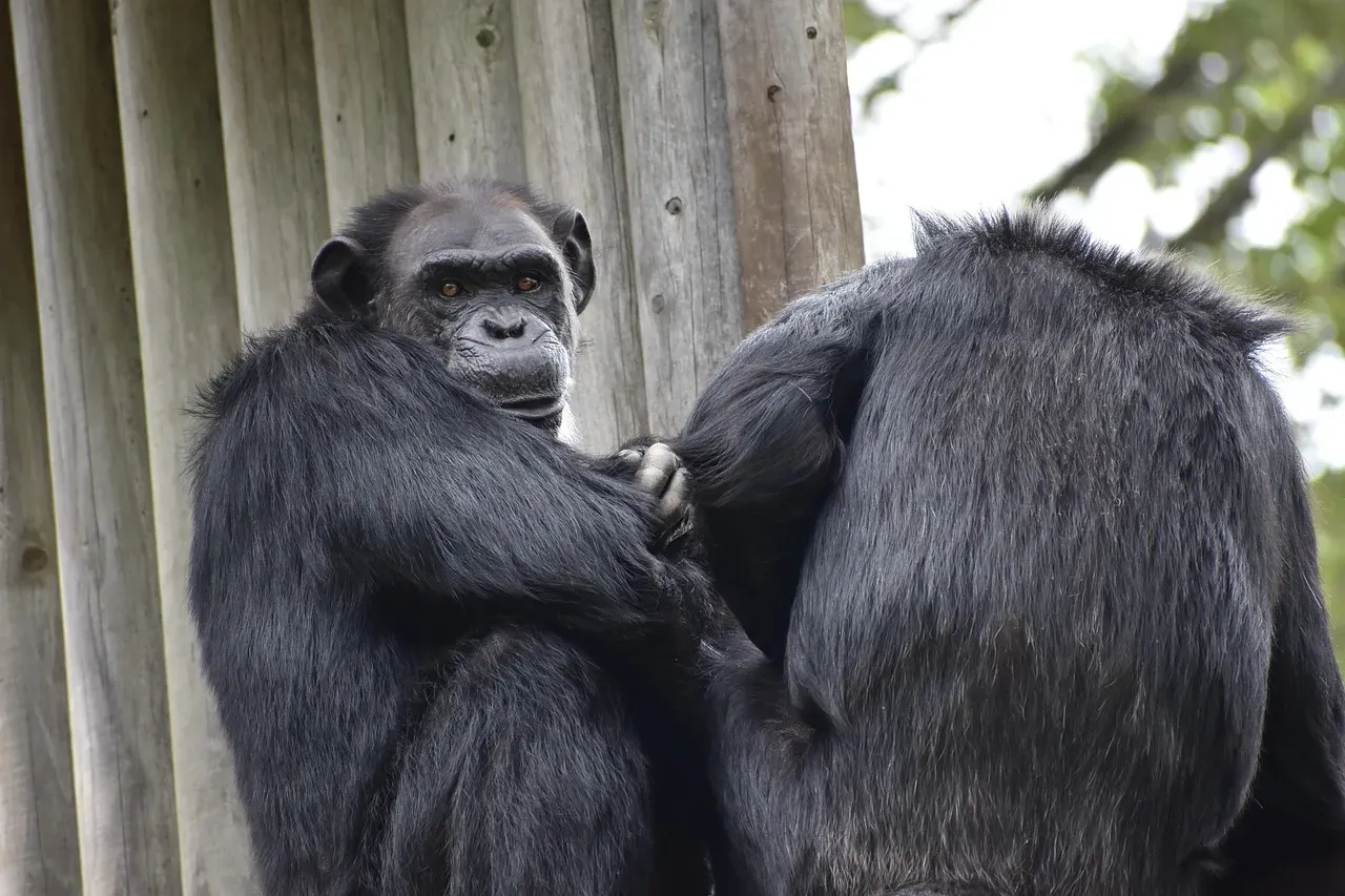 1. Chimpanzees: The Closest Mirror to Our Own Minds (Image Credits: Pixabay)