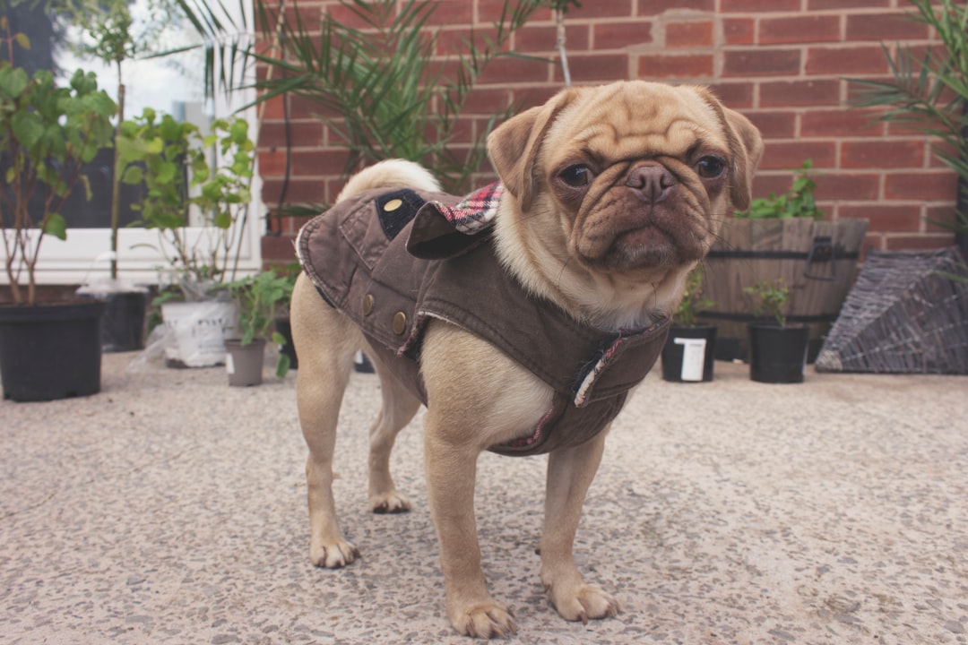 The Role of Selective Breeding in Emotional Expression (Image Credits: Unsplash)