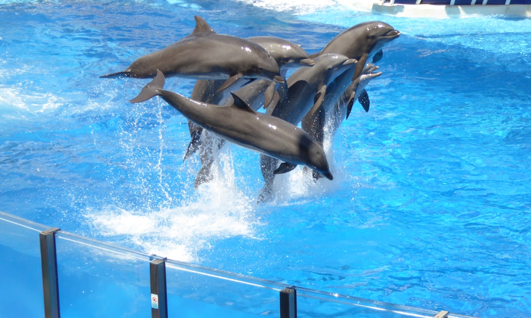 March: The Dolphin - Joy Breaking Through (Image Credits: Unsplash)