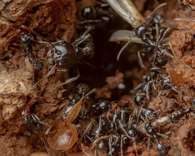 6. Ant Cities and Underground Highways (Image Credits: Pexels)