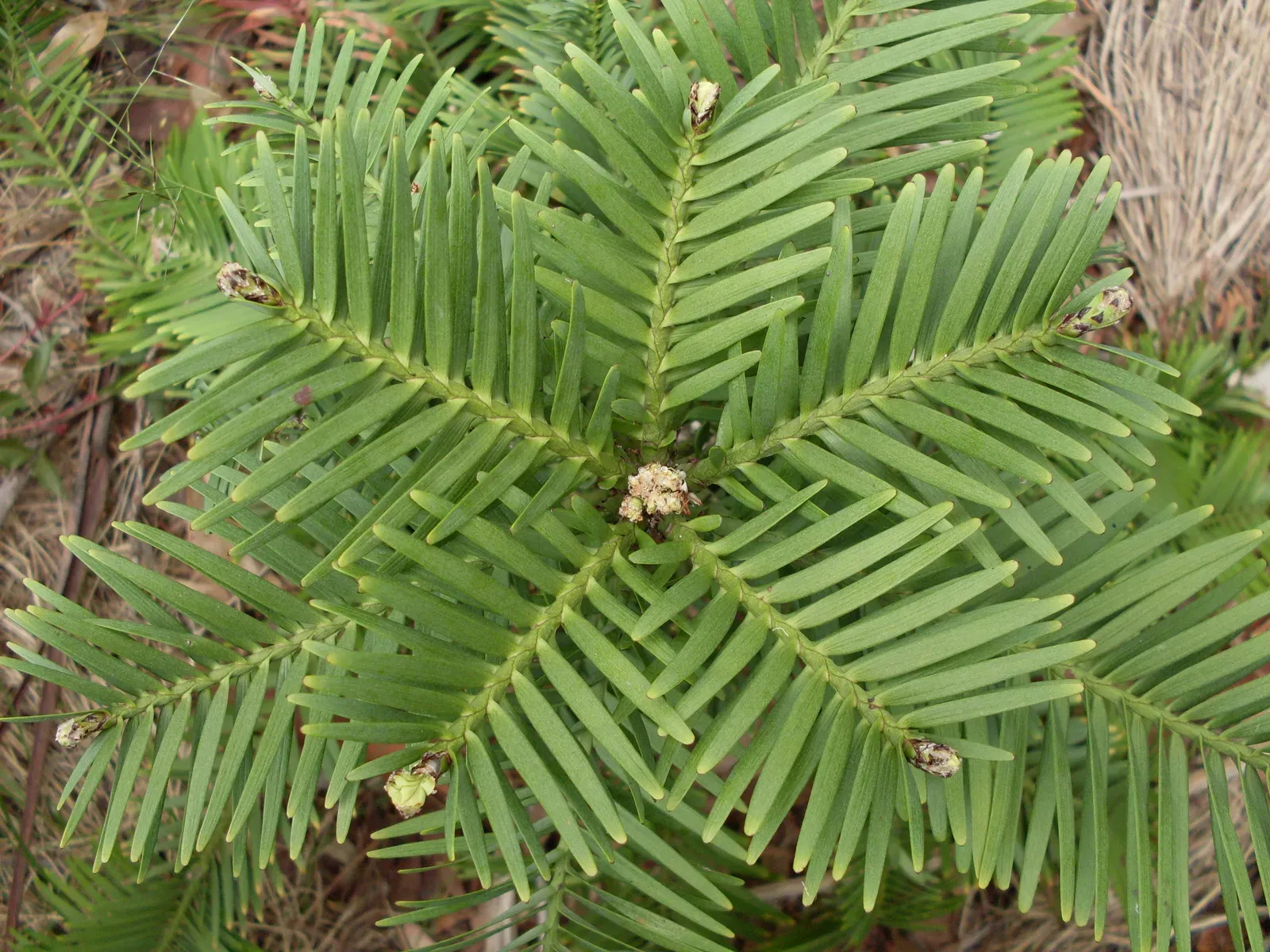 #7 The Wollemi Pine: A DinosaurâEra Tree in a Hidden Canyon (Wollemi pine, CC BY 2.0)