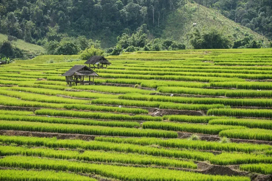 Ban Chiang: Rice Fields and Long Memory in Northeast Thailand (Image Credits: Pexels)