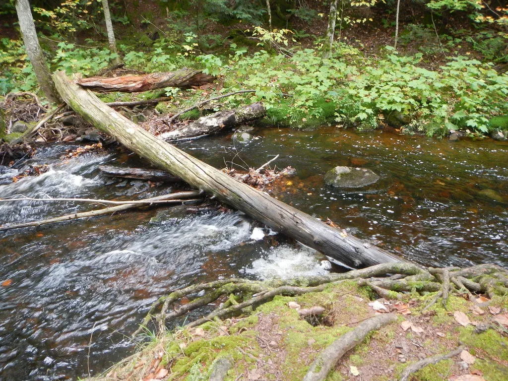 The Single-Log River Crossing They Didn't Actually Need (Curtis Abert, Flickr, CC BY 2.0)