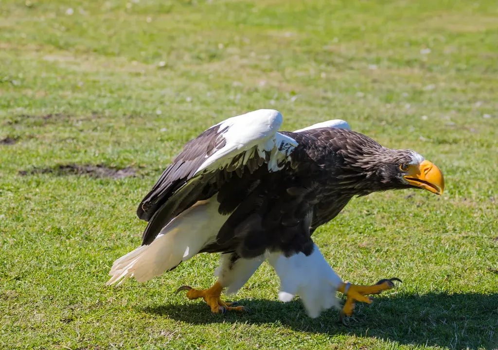 Massive Nests Called Aeries (Image Credits: Flickr)