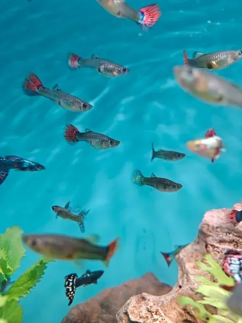 Can Guppies Actually “Count,” or Is It Just an Illusion? (Image Credits: Pexels)