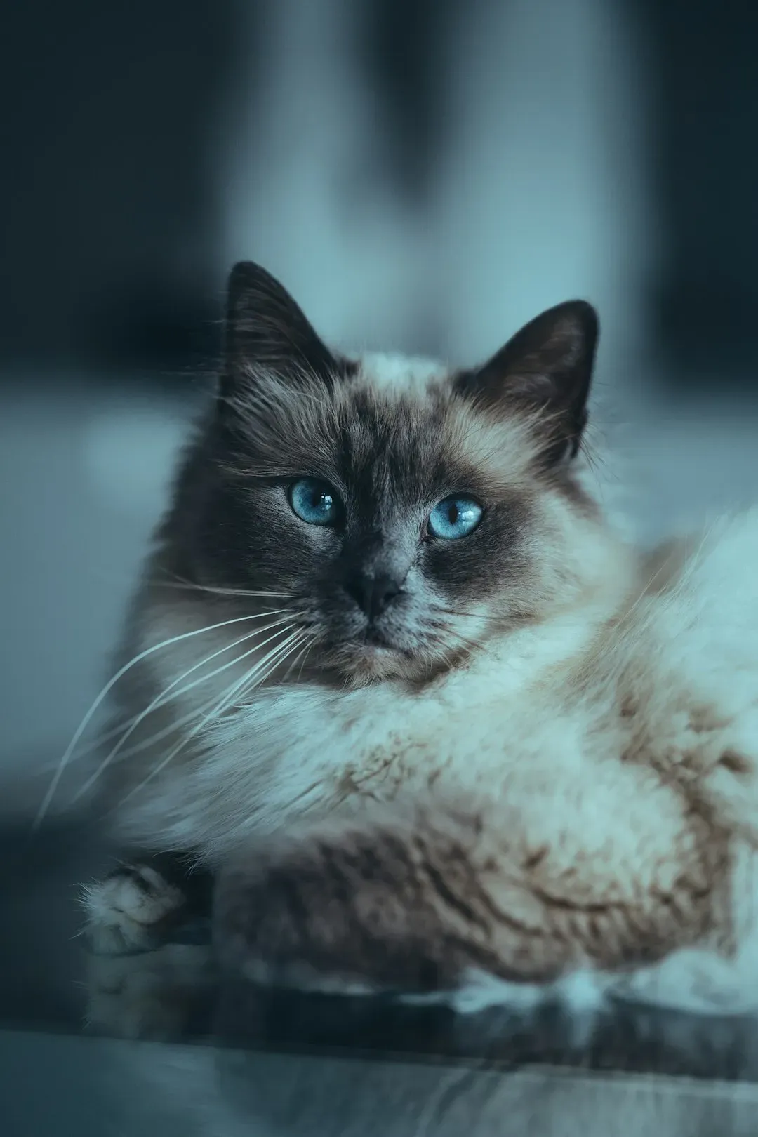 Pisces: Dreamy Empaths and the Magic of the Birman (Image Credits: Unsplash)