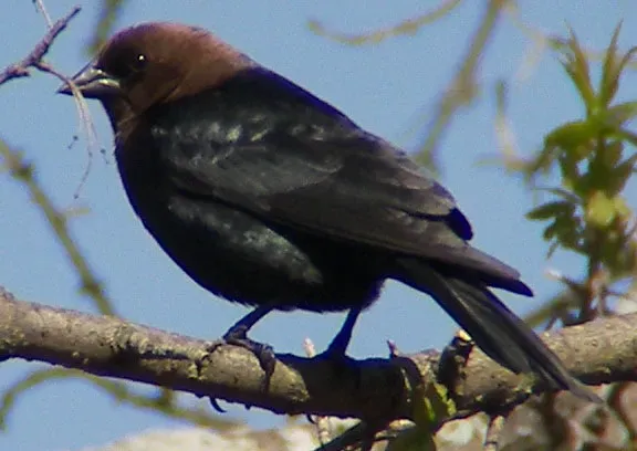 Host Birds Are Often Completely Unaware of the Plot (By Neitherday (talk) (Uploads), CC BY-SA 3.0)