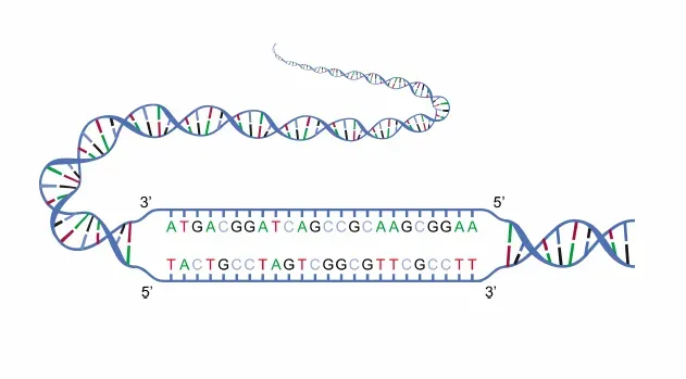 The Genetic Blueprint: How Your DNA Sets the Stage (Public domain)