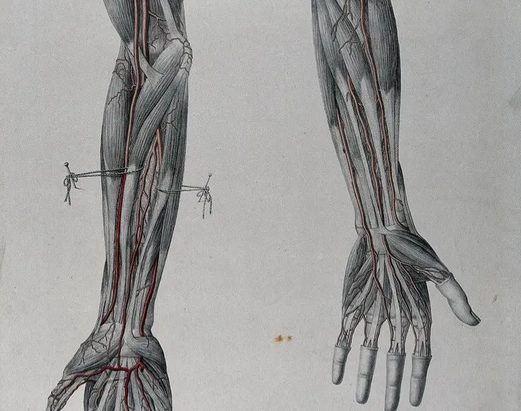 1. Extra Arm Arteries: The Middle Arm Vessel Making a Comeback (Image Credits: Rawpixel)