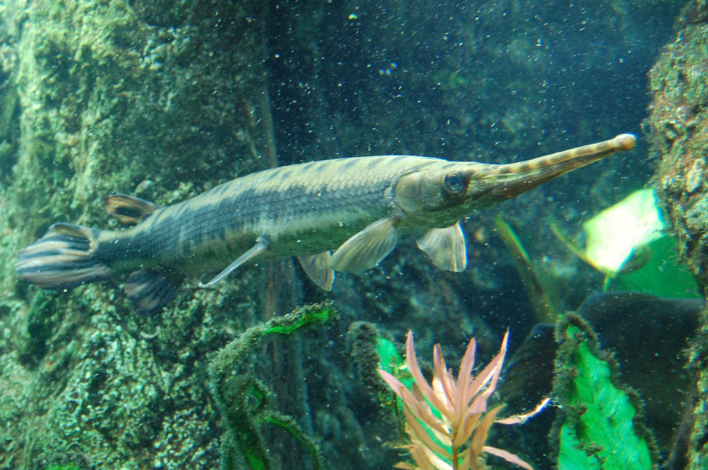 Longnose Gar (Lepisosteus osseus) (Image Credits: Wikimedia)