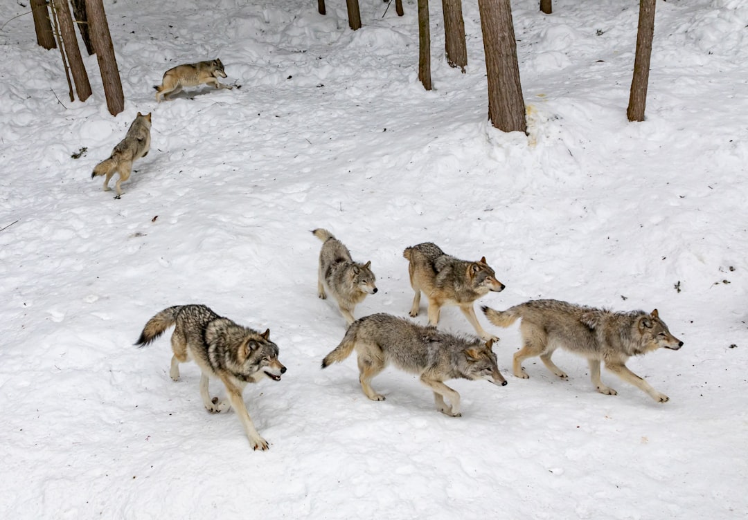 Aries: The Pack Leader Dynamic (Image Credits: Unsplash)