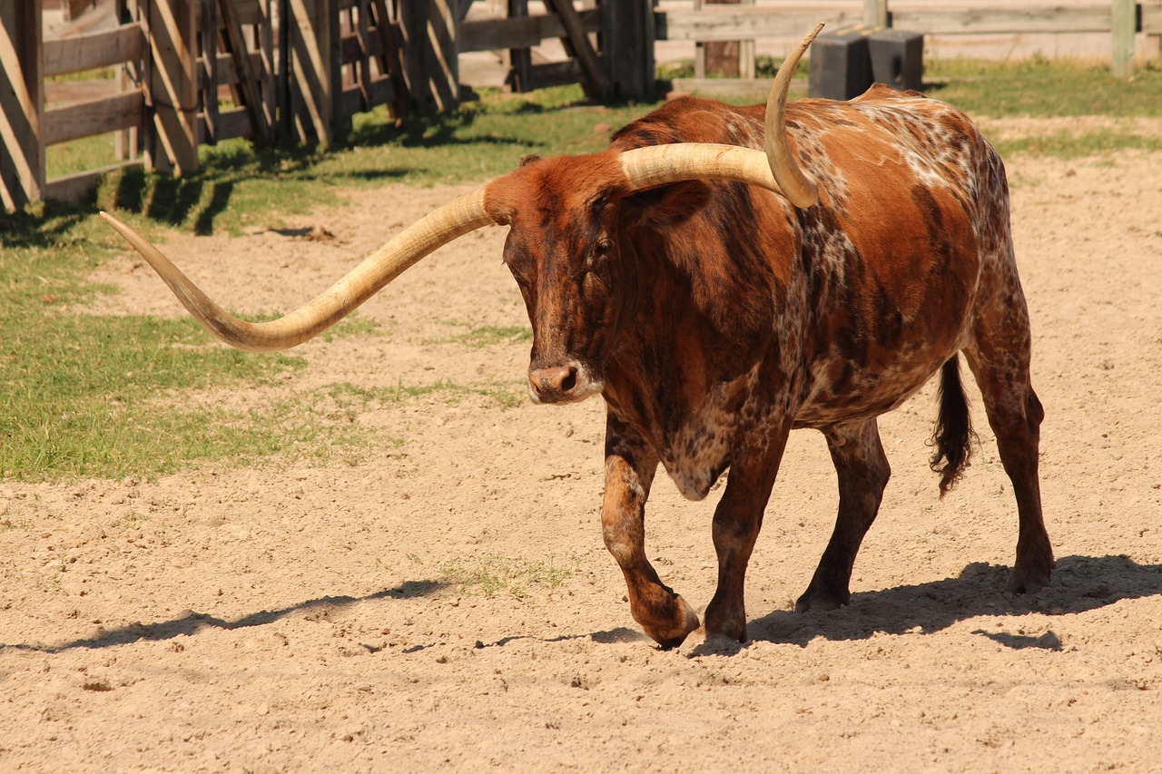Taurus: The Texas Longhorn (Image Credits: Pixabay)