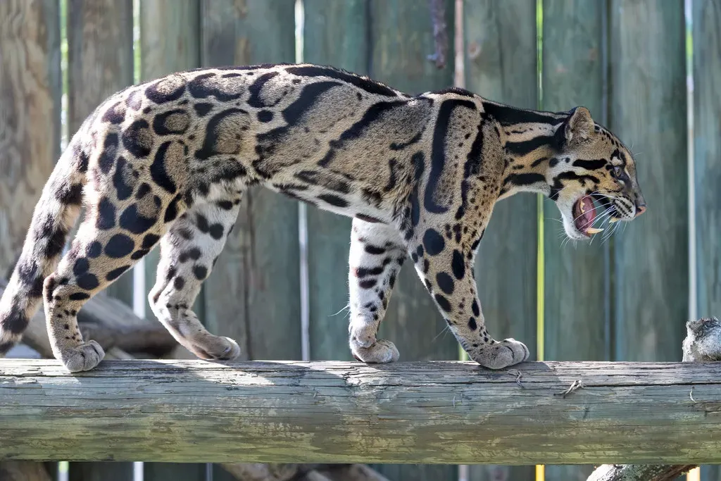 Libra – The Clouded Leopard’s Graceful Balance (Eric Kilby, Flickr, CC BY-SA 2.0)