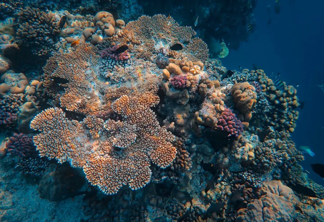 Coral Reefs and Coastal Food Chains Under Stress (Image Credits: Unsplash)