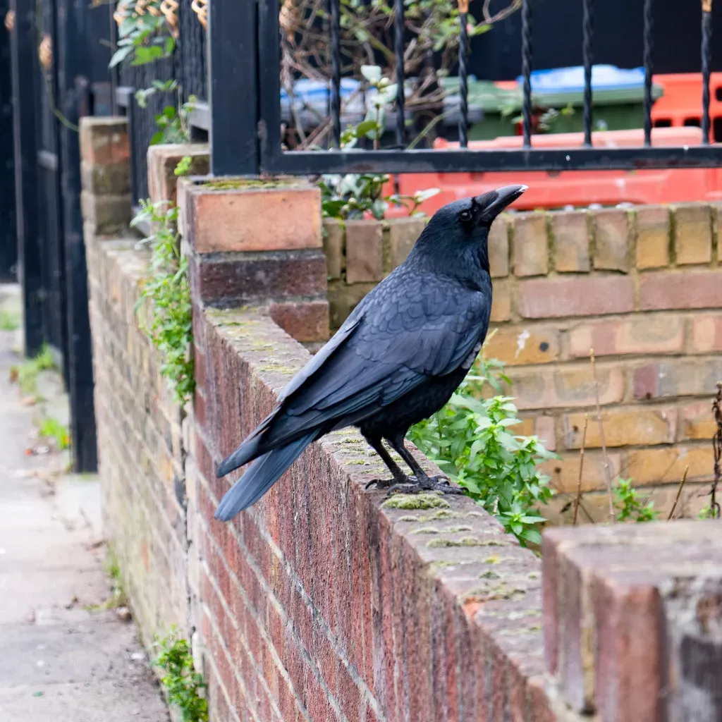 8. Uncharacteristic Boldness Around Humans and Urban Areas (London Less Travelled, Flickr, CC BY 2.0)