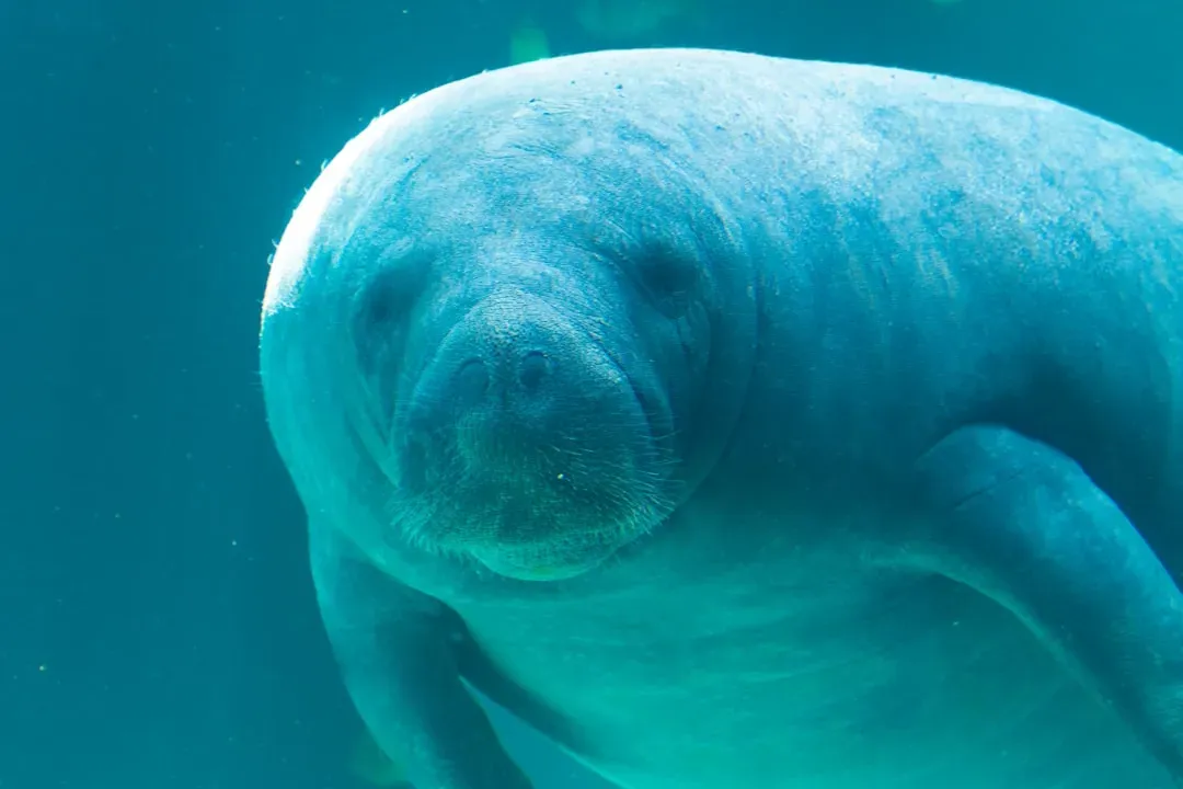 Pisces – The Manatee (Image Credits: Unsplash)